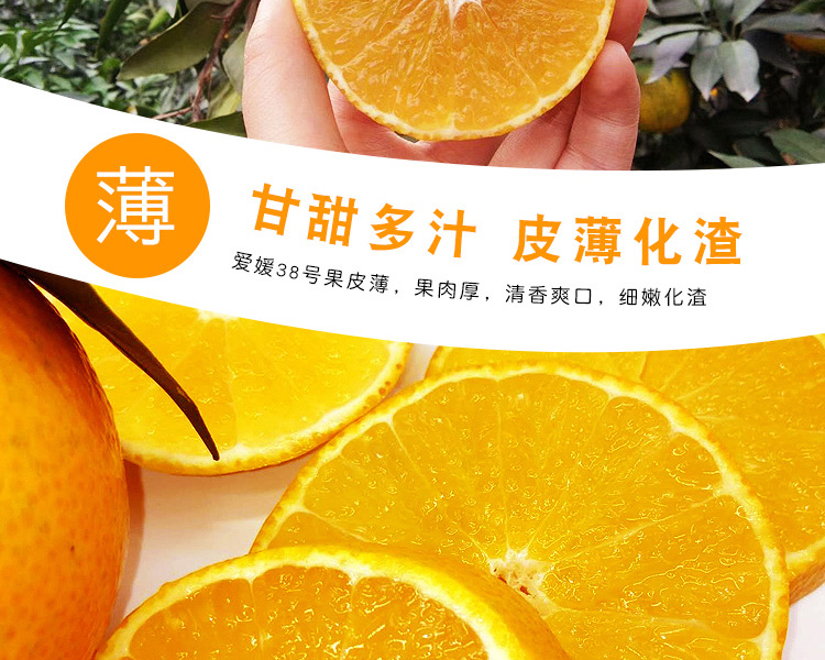 产地直供 现摘新鲜水果四川爱媛橙 果冻橙 5斤装中果
