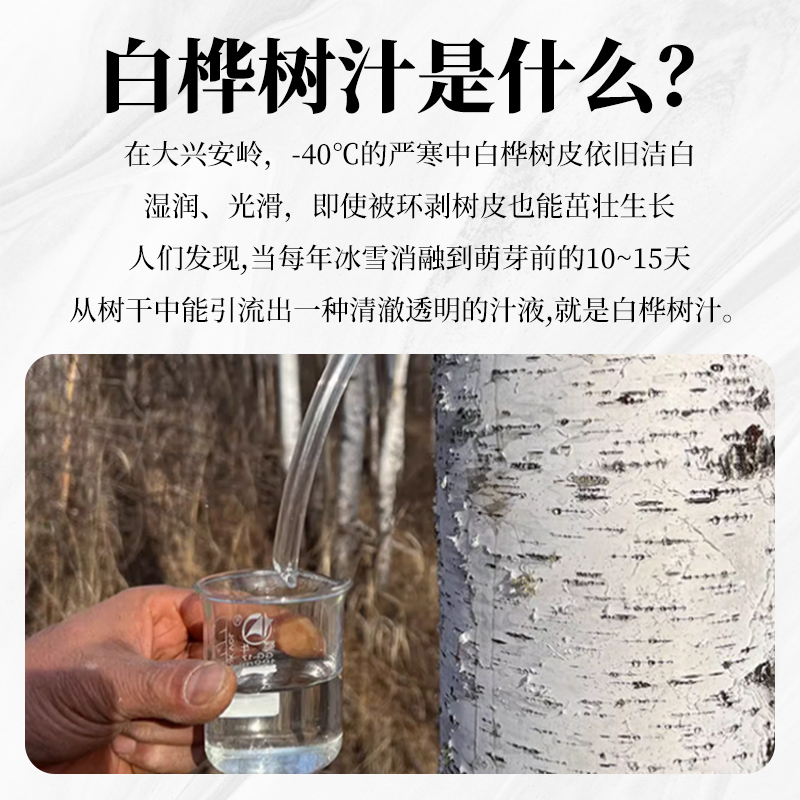 雷允上桦树汁浓缩液新鲜采集新鲜加工10倍浓缩方便又高效天然生命水